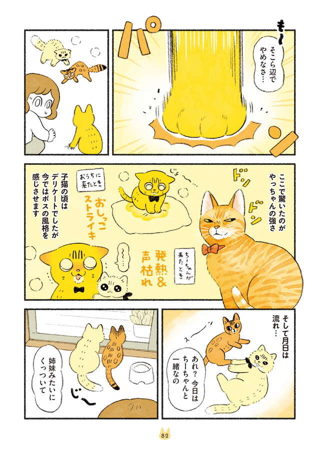 3匹の愛猫たちの関係性。新入り猫には「ボス猫」の洗礼が...？／茶トラのやっちゃんとちーちゃん3 3.jpg