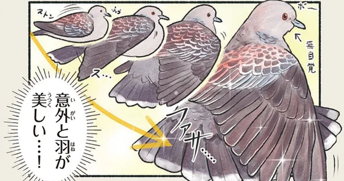 よーく見てみると美しい。意外にきれいな翼をもつキジバト／意外と知らない鳥の生活