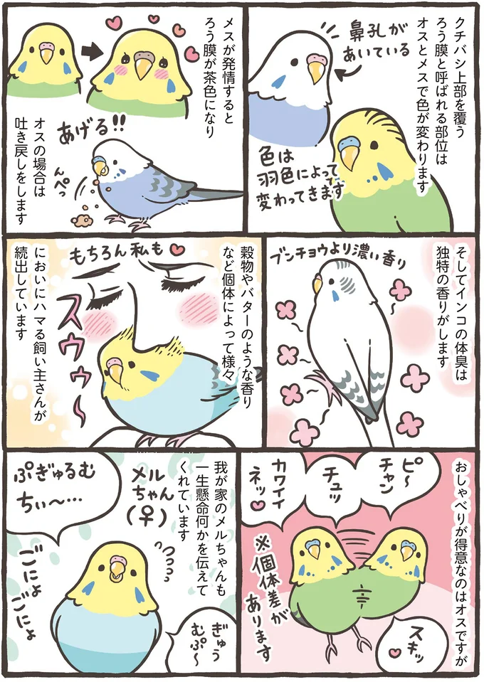 あなたはブンチョウ？ それともセキセイインコ？ 人気の2種を詳しく解説／トリ扱い説明書 84.png