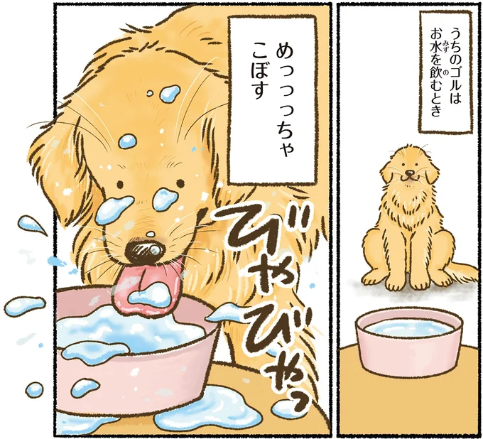 なんだか豪快な愛犬のレトリバー。水を飲むだけでこぼす、振り向く、そして...／今日もゴールデンレトリバーに癒されて 15711775.webp