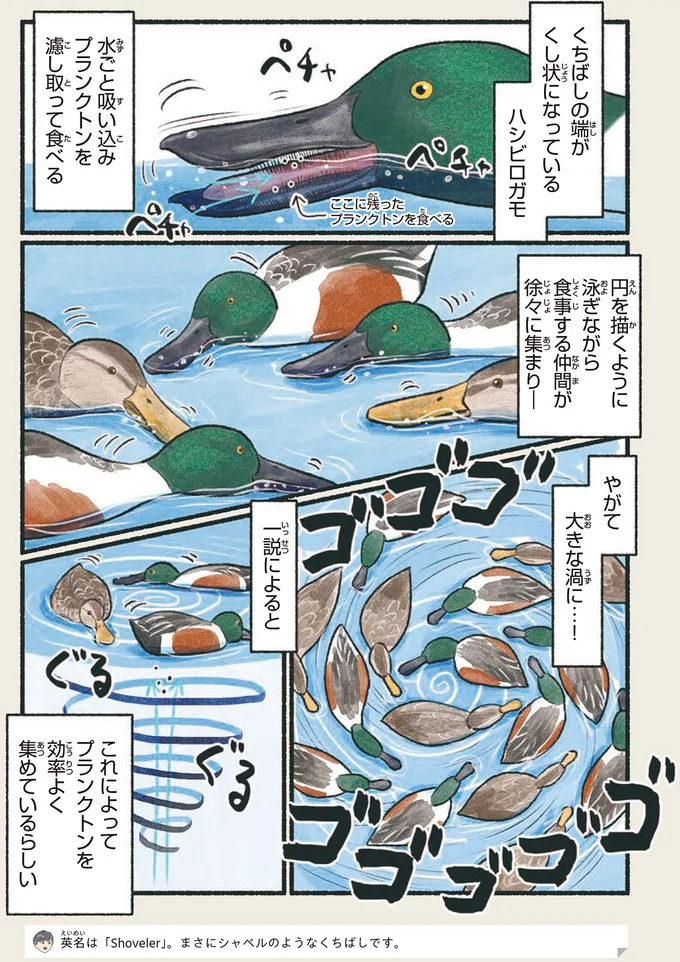 「生えてる？」食事中のお尻がキュートな鳥って？／意外と知らない鳥の生活 11.png