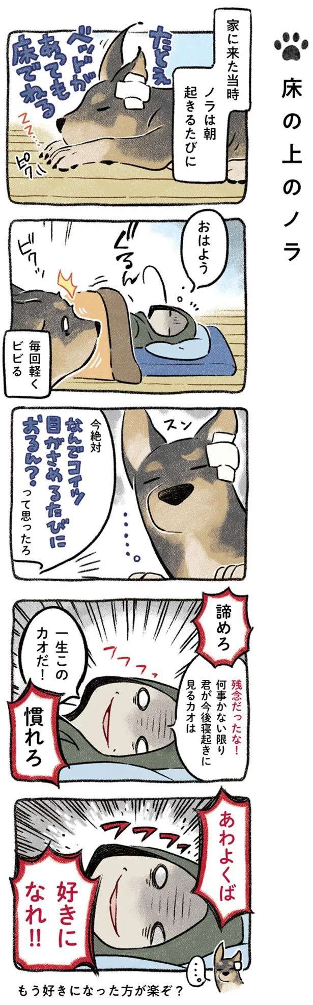 「触られるのが嫌いだった」保護犬。暮らし始めた頃の試行錯誤の日々／ドベとノラ dobetonora6_6.jpeg