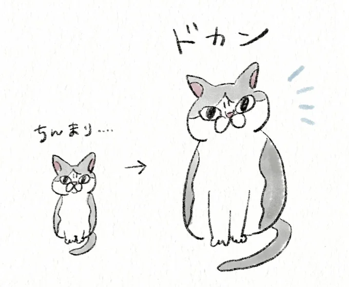 『うちの猫は今日も塩対応』 56.webp