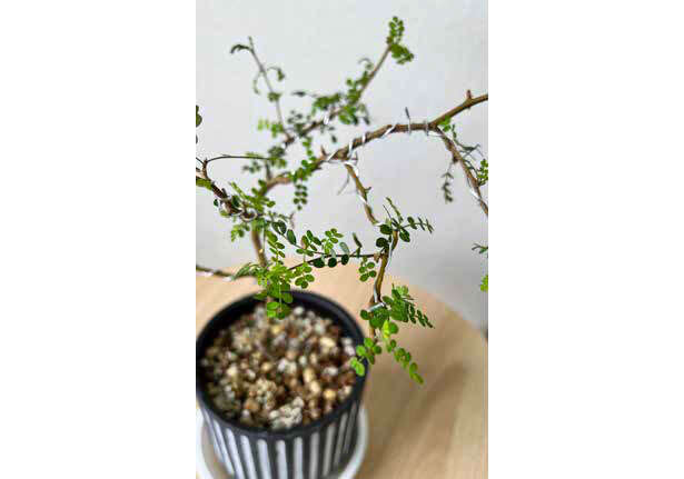 タフな観葉植物「ソフォラ・リトルベイビー」の天敵【くわしすぎる園芸店員が解説】 0702.jpg