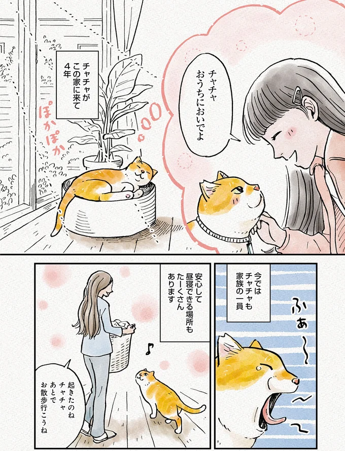 『元野良猫チャチャ 本日も見まわり中』 06-05.png