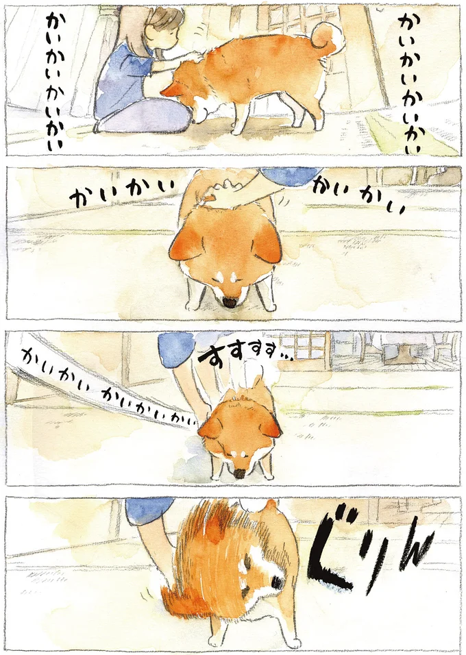 テコでも動かない柴犬。「考え」モードに入ったら...／柴犬ぽんちゃん、今日もわが道を行く２ 03-03.png