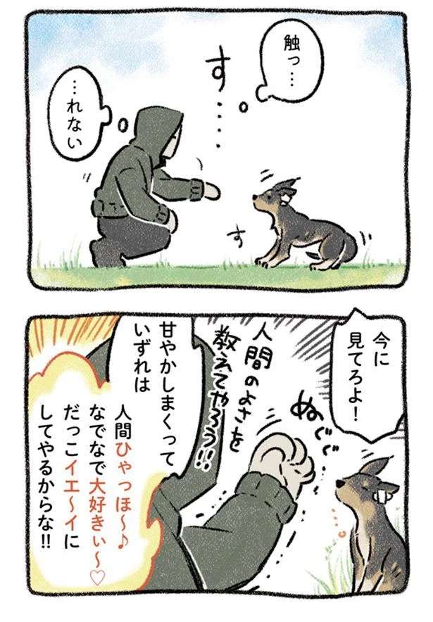 「触られるのが嫌いだった」保護犬。暮らし始めた頃の試行錯誤の日々／ドベとノラ dobetonora6_2.jpeg