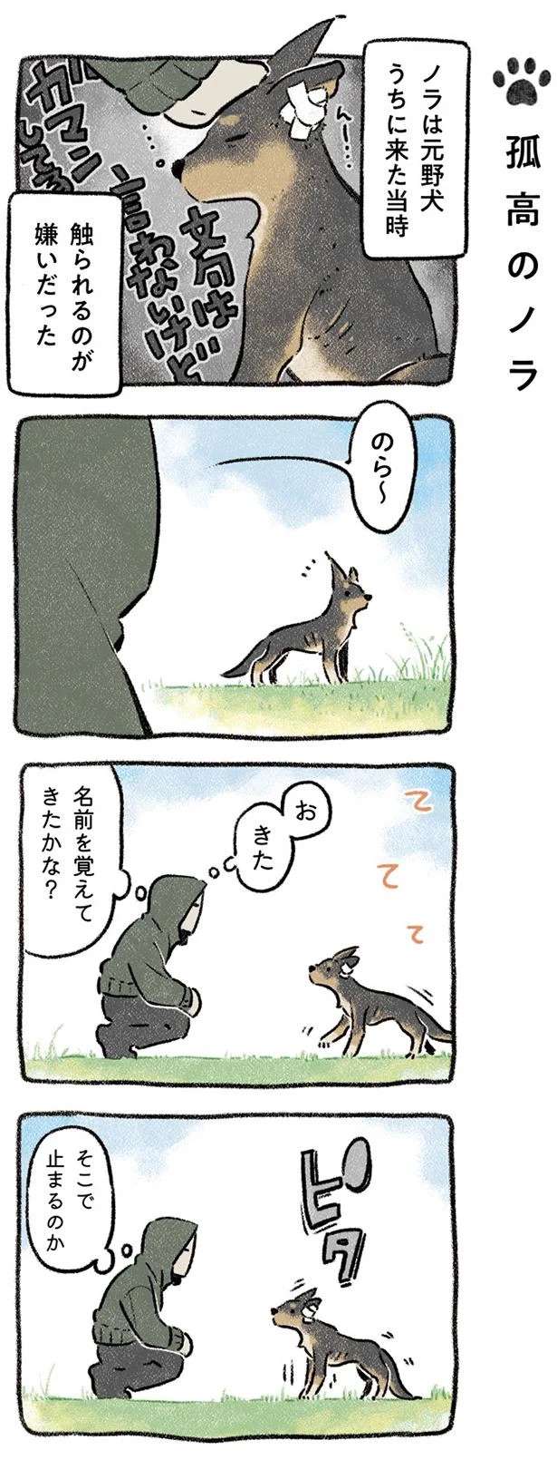 「触られるのが嫌いだった」保護犬。暮らし始めた頃の試行錯誤の日々／ドベとノラ dobetonora6_1.jpeg