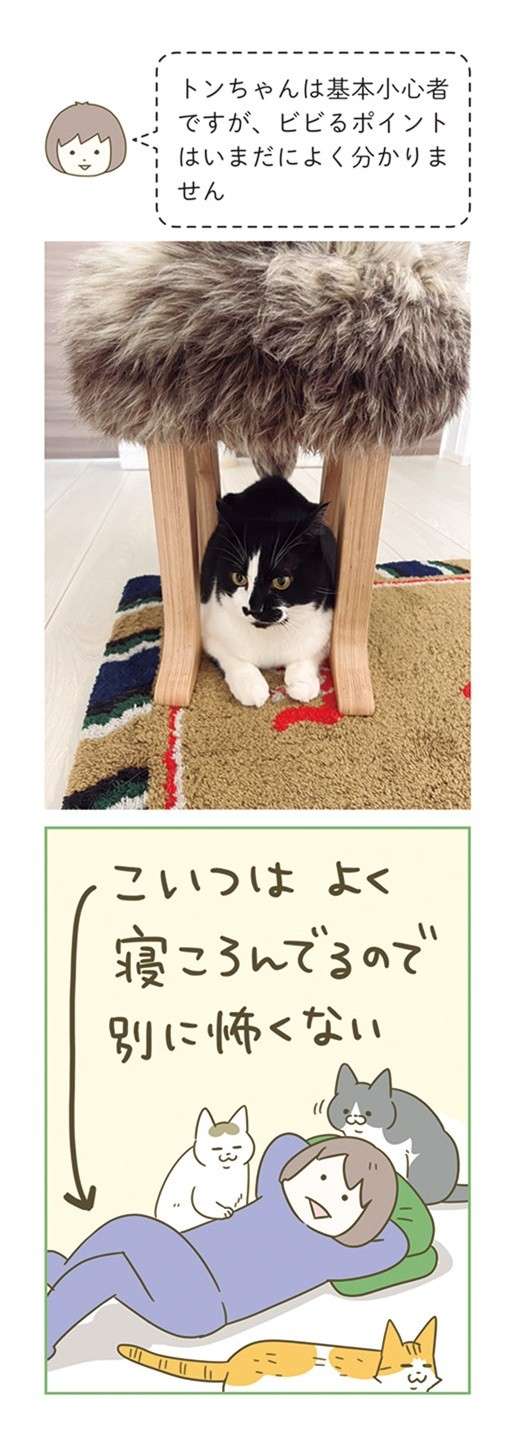 「怖がりな猫」が愛しい...。飼い主が「絶対に！守る！」と思った瞬間／うちの猫がまた変なことしてる。7 12.jpg