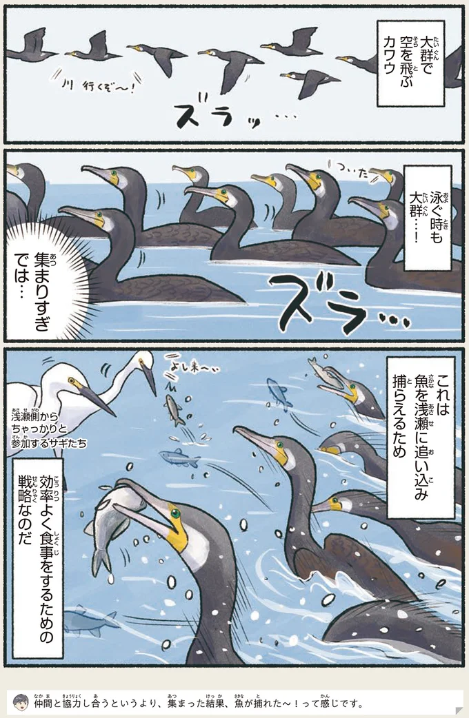 潜水も得意！ カワウは集団行動にも長けた賢い鳥／意外と知らない鳥の生活 11.png