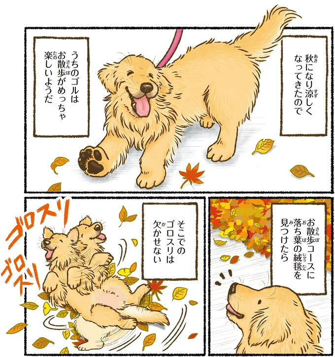 愛犬を一緒に季節を楽しむ。レトリバーが絵になる瞬間は/今日もゴールデンレトリバーに癒されて 15712398.webp