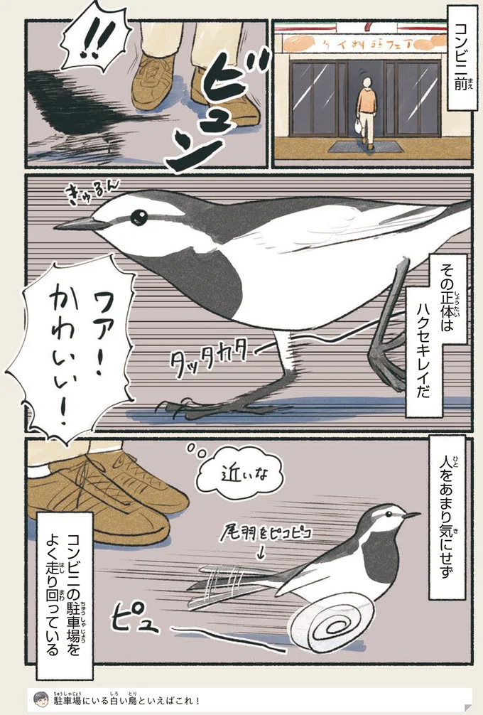 「コンビニの駐車場を走り回っている鳥」の正体。なんだか楽しそう...／意外と知らない鳥の生活 1.png