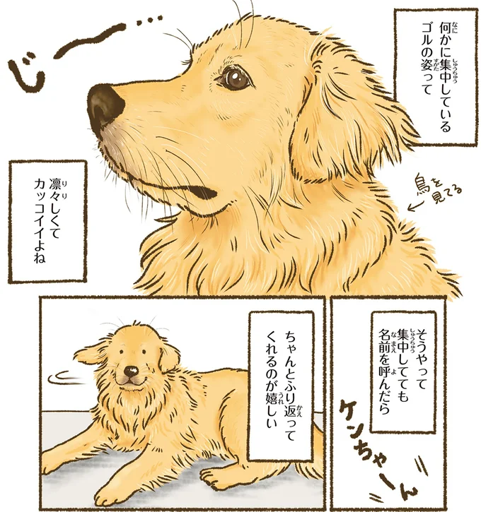 なんでそこで!? 愛犬のレトリバーがいちいち寝にくいところで...／今日もゴールデンレトリバーに癒されて 15710965.webp