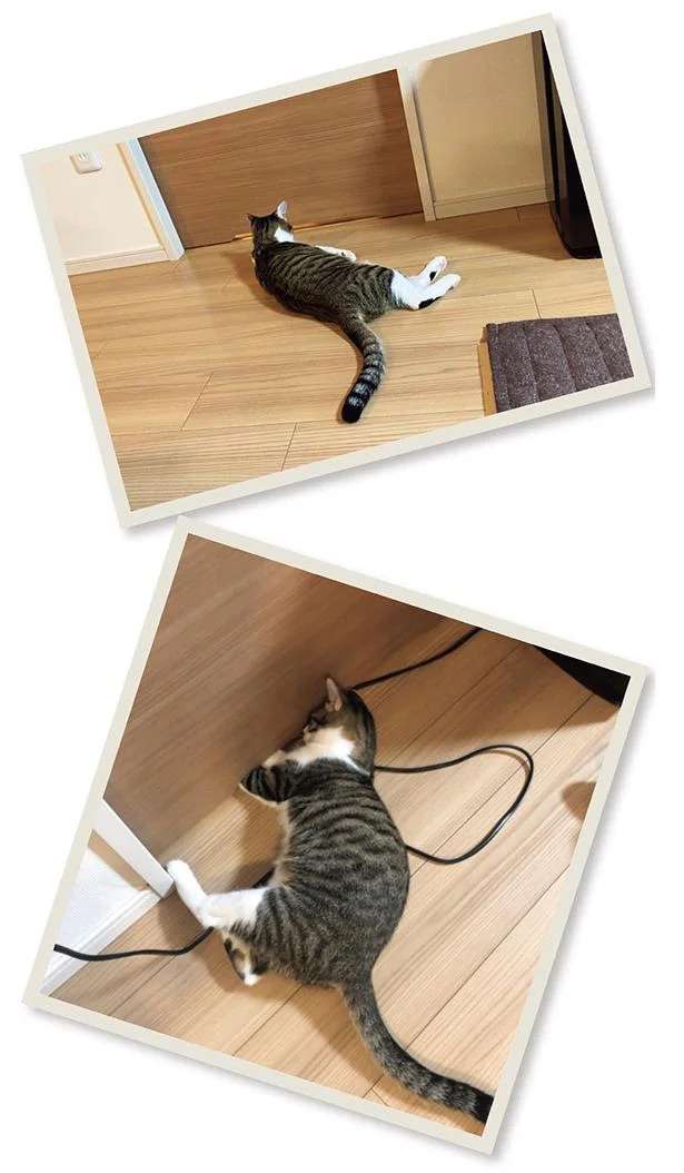 食いしん坊猫の憧れごはん。凝視する姿が...怖いよ！／まめきちまめこニートの日常 3 mameko22_4.jpeg