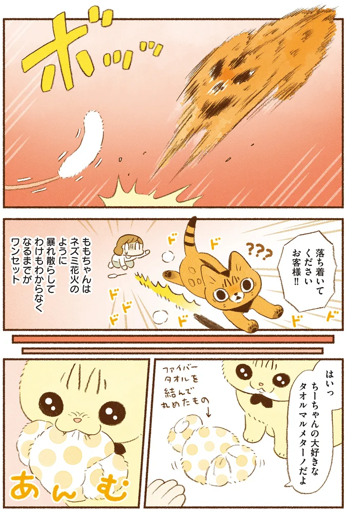 『しまねこ3姉妹と暮らしています　深まるきずな編』 13539118.webp