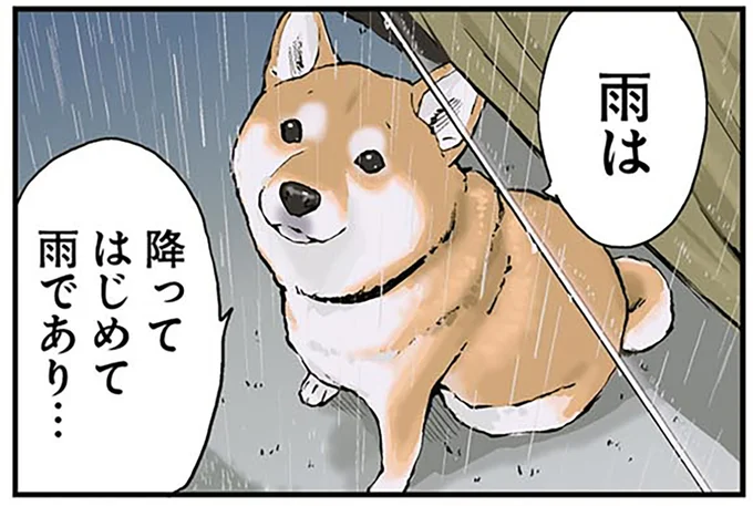 柴犬のおねだり作戦。「雨は降ってはじめて雨」...なんの話？ ／世界の終わりに柴犬と