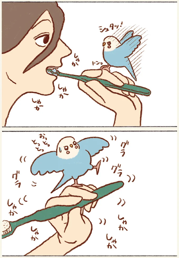 『プジェ日記！ 幸せを運ぶインコのみっちゃん』 82.webp