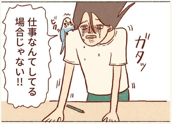 忙しい時に現れる「もうインコと遊べない未来の私」。仕事よりも遊んであげなきゃ！／プジェ日記！ 