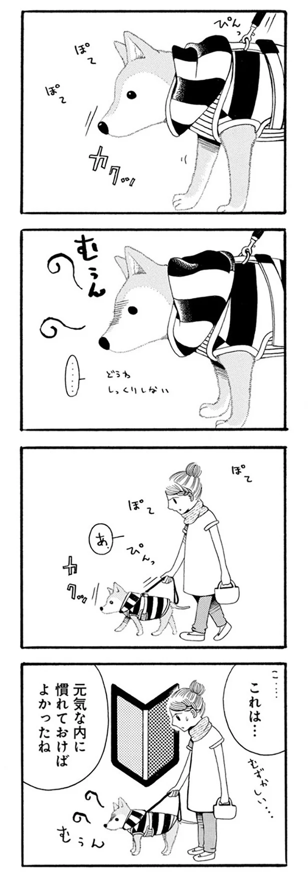 『96歳の柴犬ハチさんは、今日もお散歩しています。』 98.webp