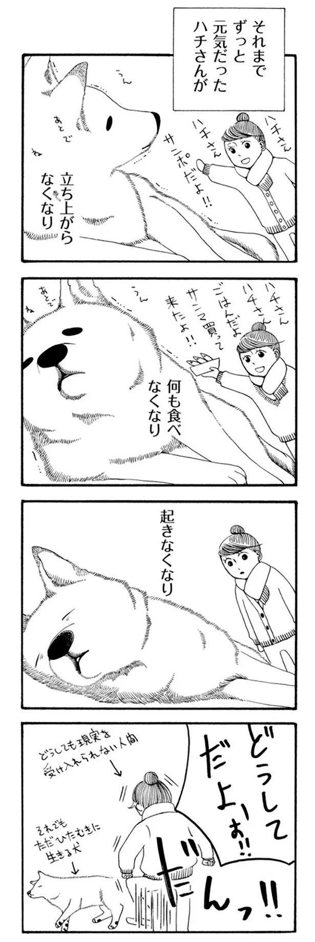 『96歳の柴犬ハチさんは、今日もお散歩しています。』 15.webp