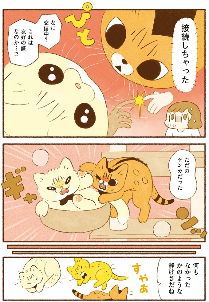 『しまねこ3姉妹と暮らしています　深まるきずな編』 13539126.webp