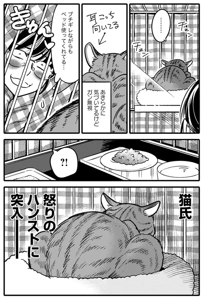 ベランダに居付いた猫を保護。思い上がりは打ち砕かれて...／ブリちゃん日記 15791698.webp