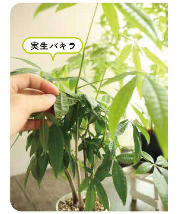 【くわしすぎる園芸店員が教える】観葉植物は「理想の姿形になるのか」を意識して選ぶ 2.実生パキラ.jpg