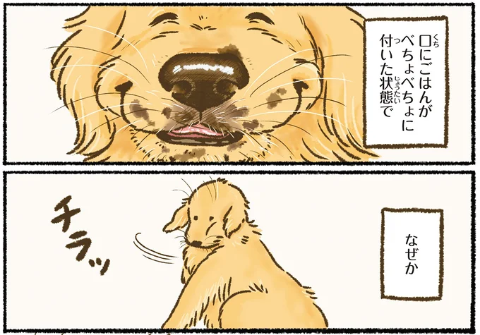 なんだか豪快な愛犬のレトリバー。水を飲むだけでこぼす、振り向く、そして...／今日もゴールデンレトリバーに癒されて 15711786.webp