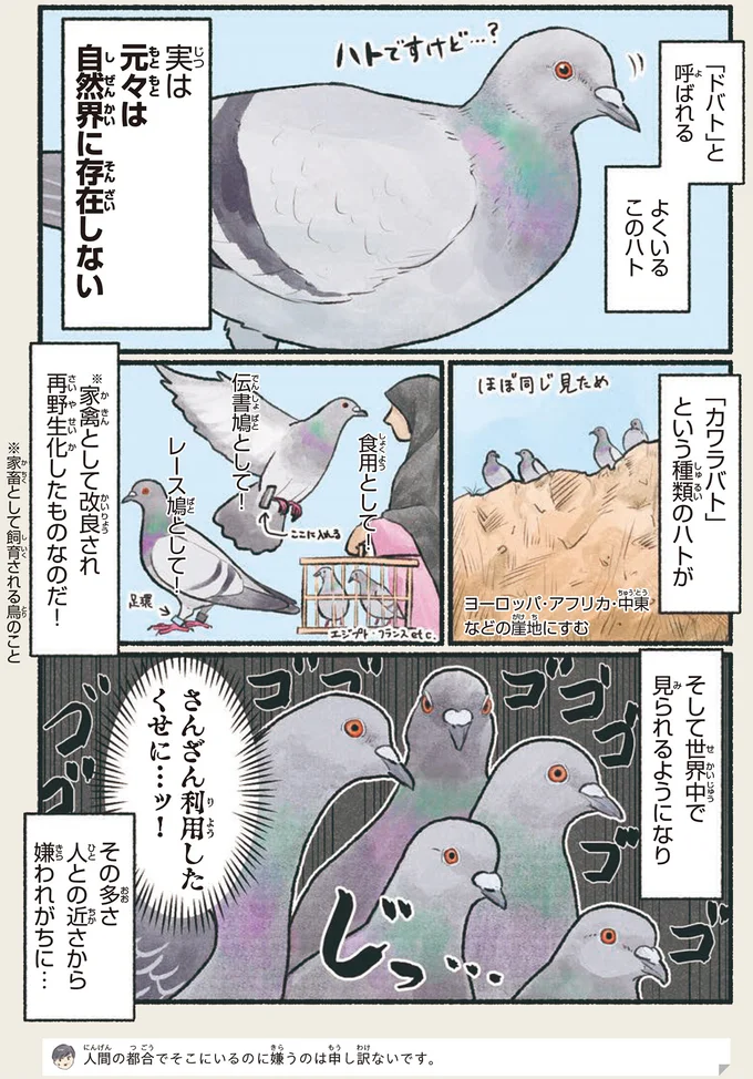 実は人間の事情で生まれた⁉ ハトの模様がいろいろある理由／意外と知らない鳥の生活 41.webp