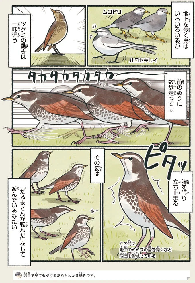 歩き方が一味違う。冬を知らせるツグミは意外な美声の持ち主／意外と知らない鳥の生活 11.png