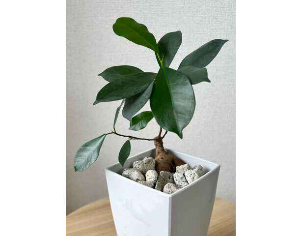 観葉植物初心者に「フィカス」がオススメな理由【くわしすぎる園芸店員が教える】 0401.jpg