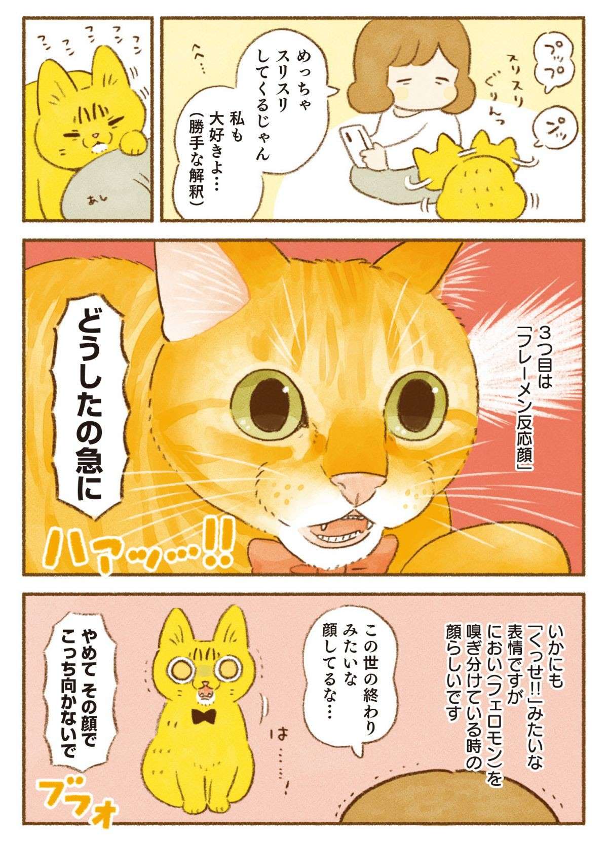 「猫の顔芸」を飼い主は愛してやまない。ええ、「こんな表情」でも／しまねこ3姉妹と暮らしています 12.jpg