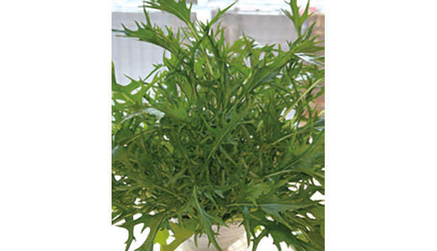 「水菜」は自宅で育てる！たくさん収穫するための「プラカップ」を使った栽培方法を紹介 thchapter-1-プラカップ_0124-7-2.jpg