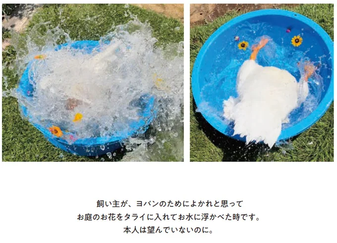 『エースくんとヨバンさん 犬とアヒルの友情物語』 73_2.webp