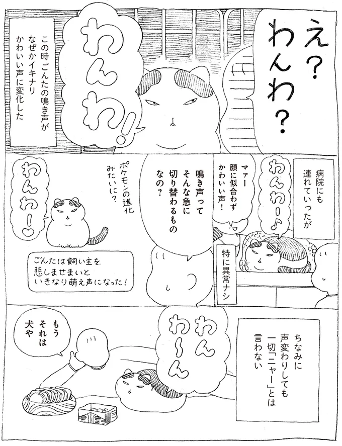 「ニャー」と鳴いたことがない愛猫。飼い主の心配を機に声変わりした結果...え!?／野良猫ごんた、家猫になる 16108706.webp