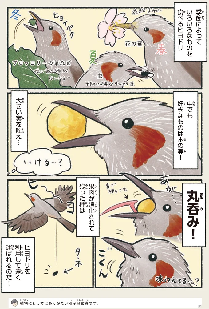 見た目がかわいい！ でも声が残念...。つい応援したくなる鳥とは／意外と知らない鳥の生活 11.png