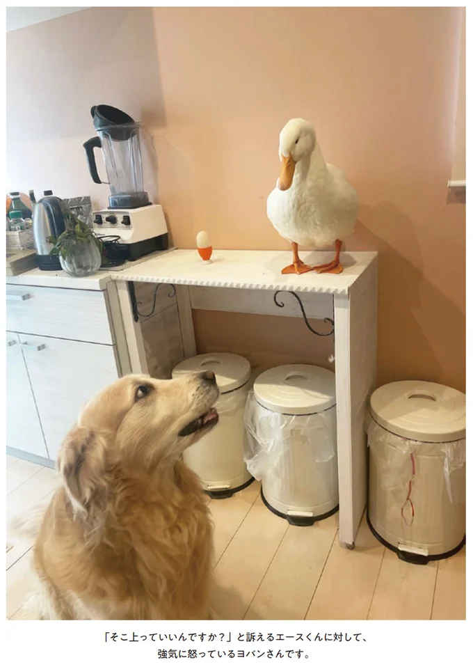 『エースくんとヨバンさん 犬とアヒルの友情物語』 82.webp
