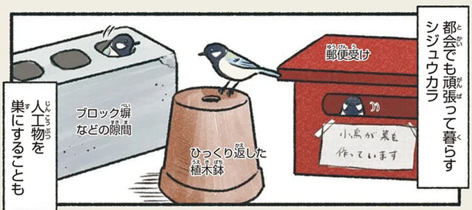 アイデアがすごい！ 都会で暮らす鳥の意外なすまい／意外と知らない鳥の生活
