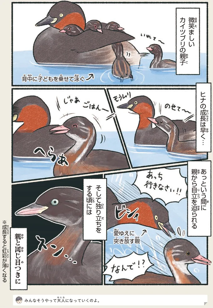 「訂正してあげるか悩みどころ...」実は立派な大人なこの鳥／意外と知らない鳥の生活 13.png