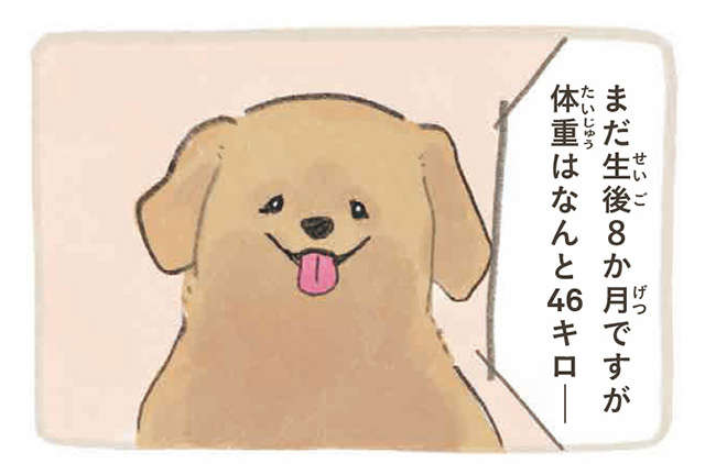 大型犬の体重はポメラニアン33匹分！ そんなにいたら...もみくちゃにされたい!!／ふわふわポメのぽぽち popochi_p31-1.jpg