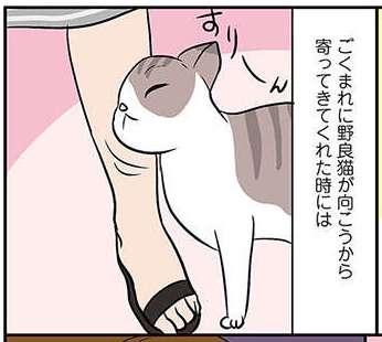 「どうせ...」可愛い猫にスリスリされたアラサー女子が「思うこと」／ひとりぐらしも神レベル