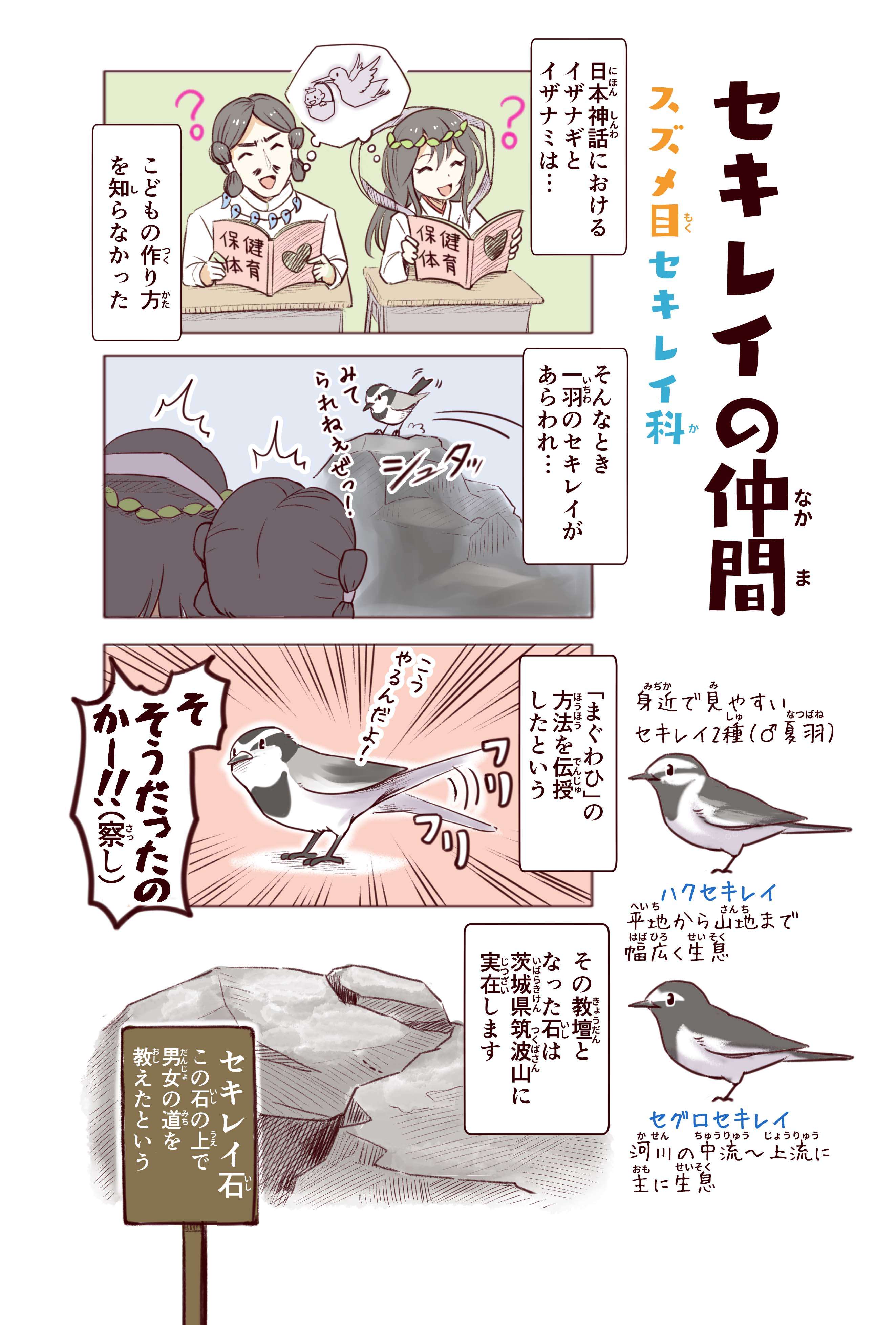 「吾輩はウソである」特徴的な鳴き声から付けられたウソのような本当の名前／わいるどらいふっ！ p18_セキレイの仲間.jpg