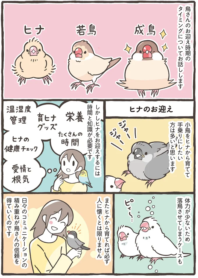 ヒナ？ それとも成鳥？ 季節はいつ？ 鳥を家族にするおすすめのタイミング／トリ扱い説明書 41.png