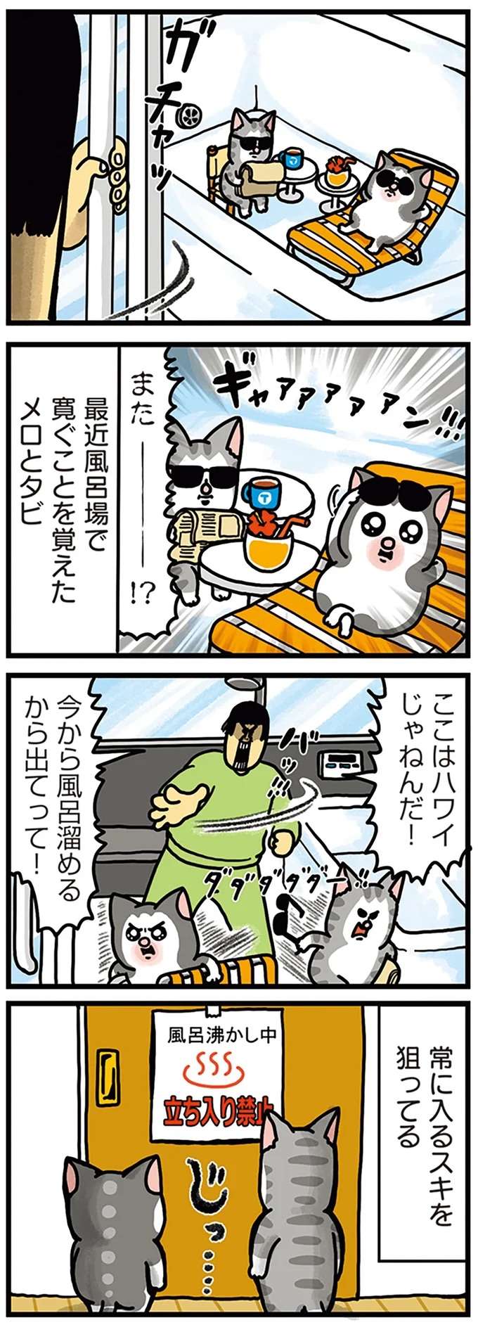 猫たちとの「不毛なバトル」。風呂場が気に入ったみたいだけど...うーん/まめきちまめこニートの日常 こまちとタビ4 mame4_1.jpeg