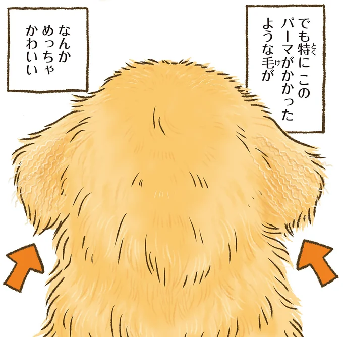 ゴールデンレトリバーの後頭部を見て。ついこれをやってしまう...！／今日もゴールデンレトリバーに癒されて 15712374.webp