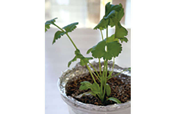 【女性に人気の「パクチー」を育てよう】「プラカップ」を使えば長く簡単に栽培可能！ chapter-1-プラカップ_0124-4-4.jpg