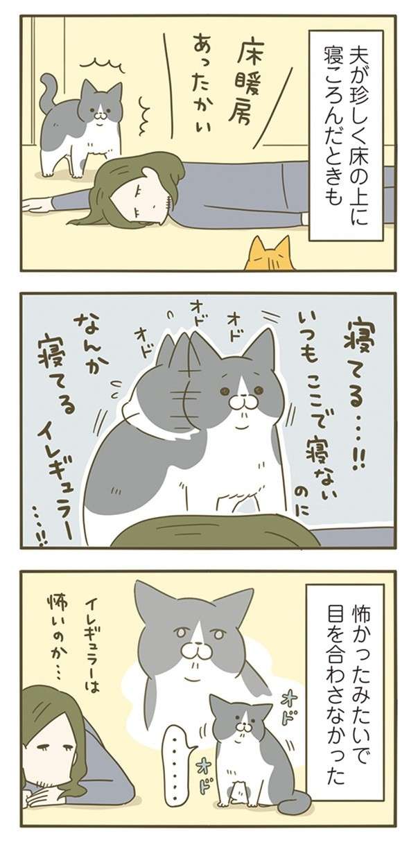 「怖がりな猫」が愛しい...。飼い主が「絶対に！守る！」と思った瞬間／うちの猫がまた変なことしてる。7 11.jpg