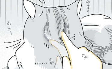 愛猫キュルガの後頭部はフサフサ。横にいるとつい指を伸ばしてやってしまうことは...／夜は猫といっしょ4