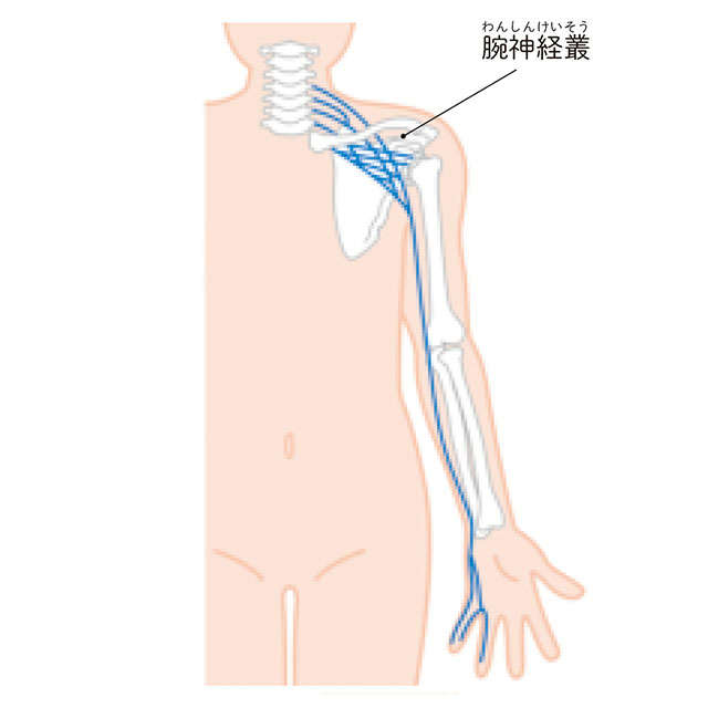 「首まわりの不調」は「手指の痛み」の原因に？ 痛みに関わる「3つの神経」を麻酔科医が解説 P057_02.jpg