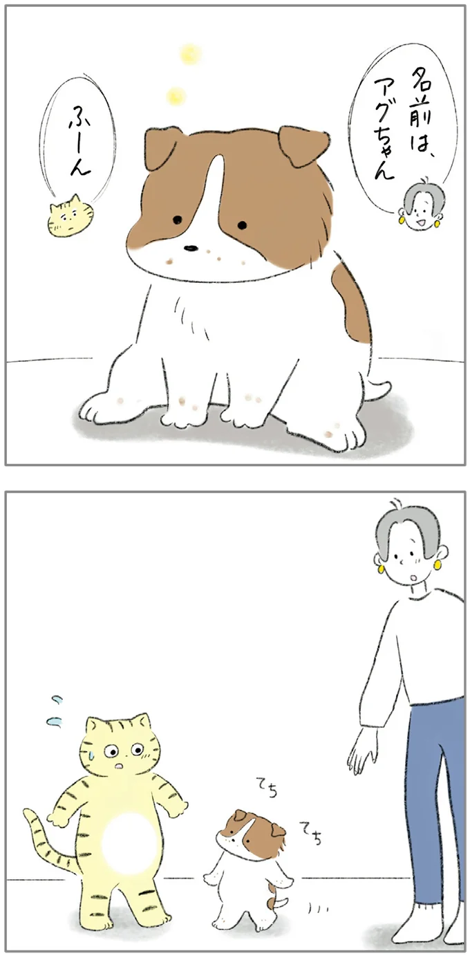 『ターとアグのしあわせ日和 元ノラ猫と元保護犬、ふたりは親友』 08-03.png